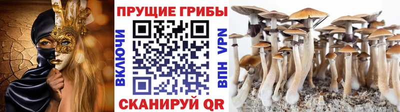 Псилоцибиновые грибы ЛСД  Приморск 
